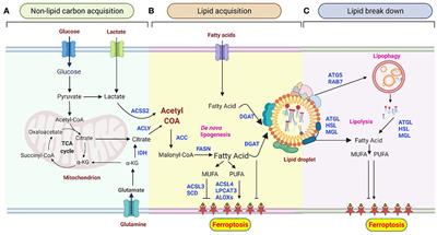 Lipid droplets and ferroptosis as new players in brain cancer glioblastoma progression and therapeutic resistance